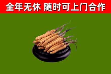 自贡市回收冬虫夏草